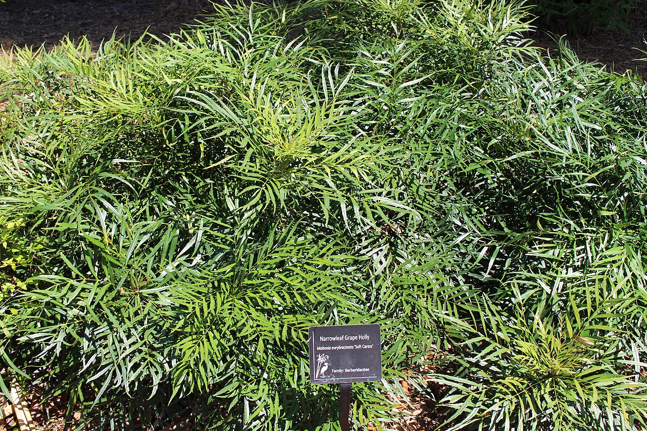 Foto van Chinese mahonia