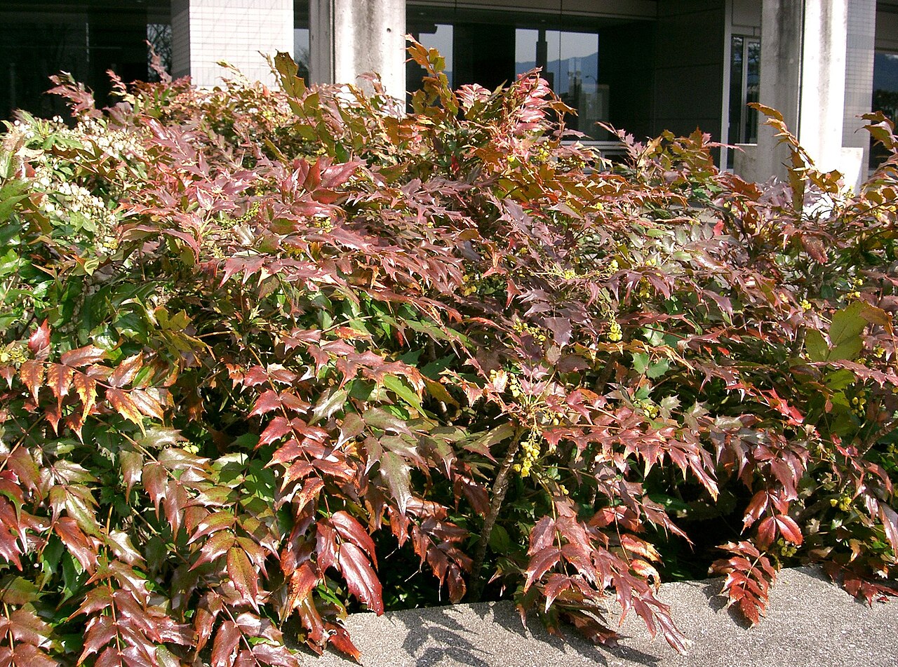 Foto van Japanse mahonia