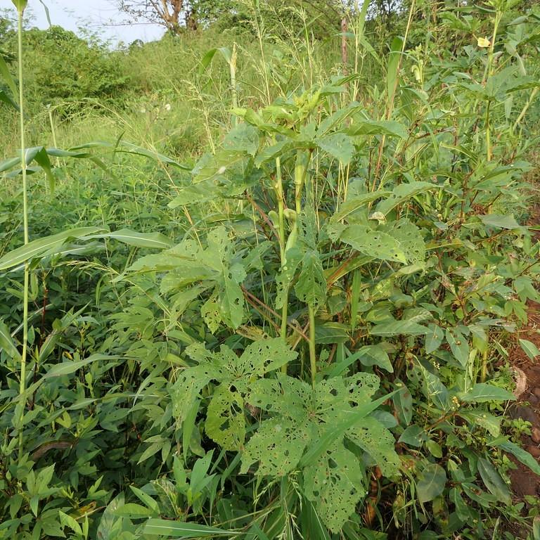 Foto van Okra