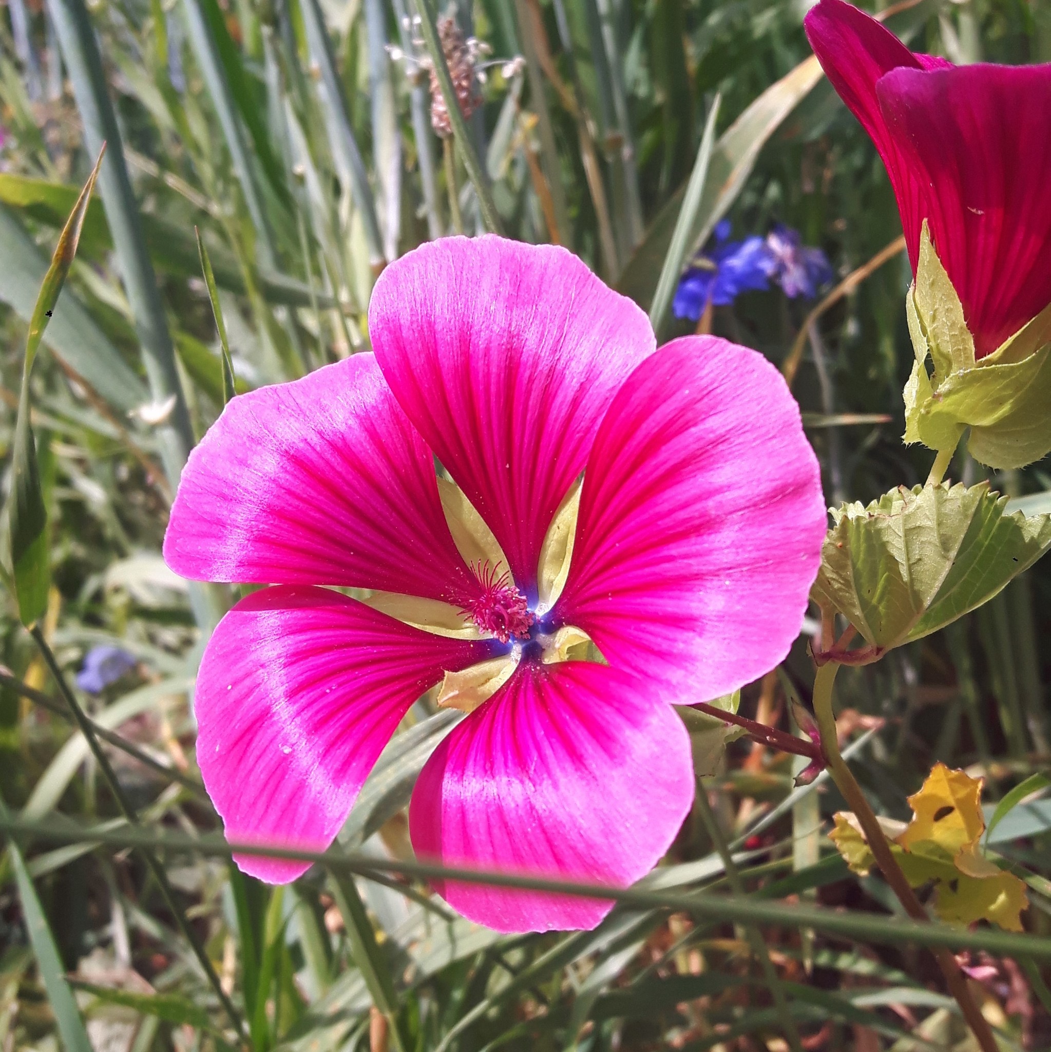Foto van Drielobbige malope