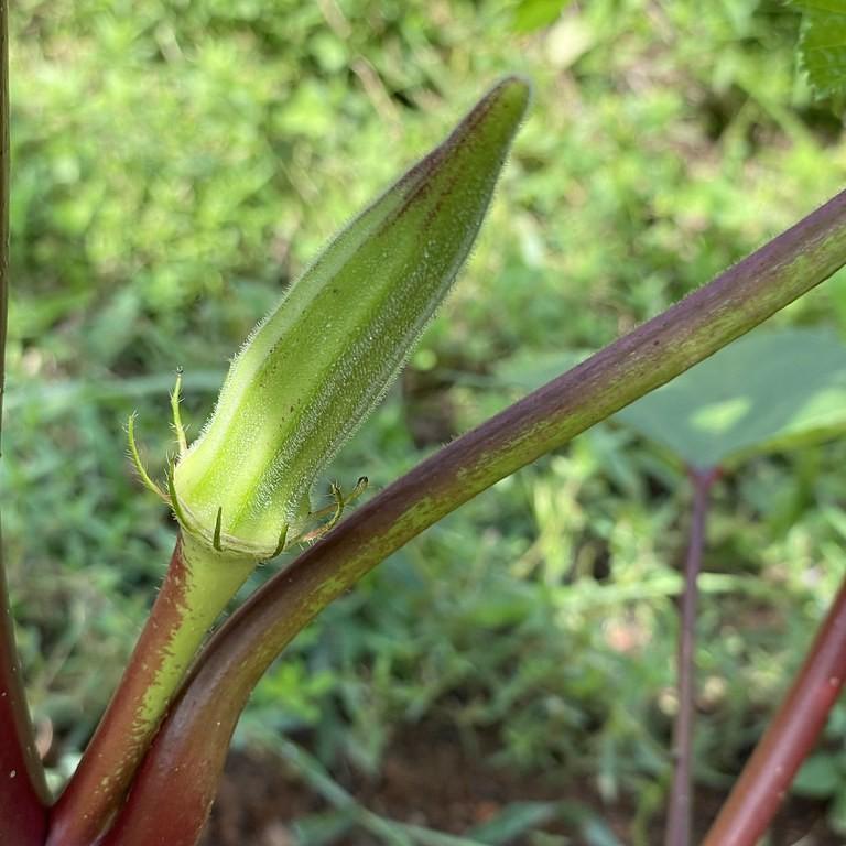 Foto van Okra ‘Baby Bubba’