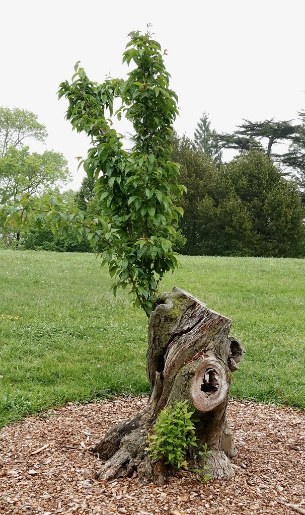 Foto van Hubei-sierappel