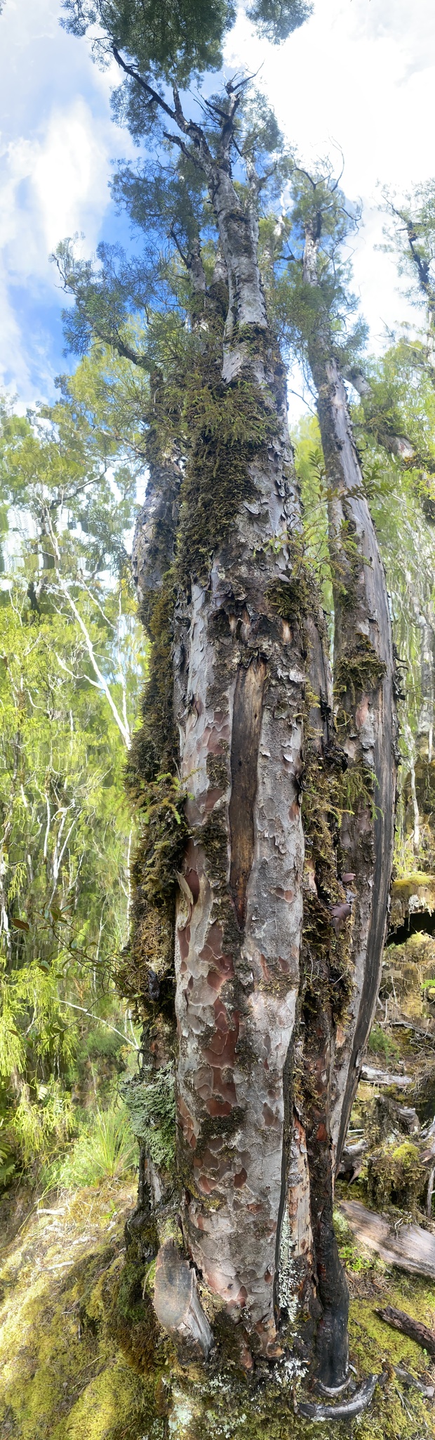 Foto van Manoao