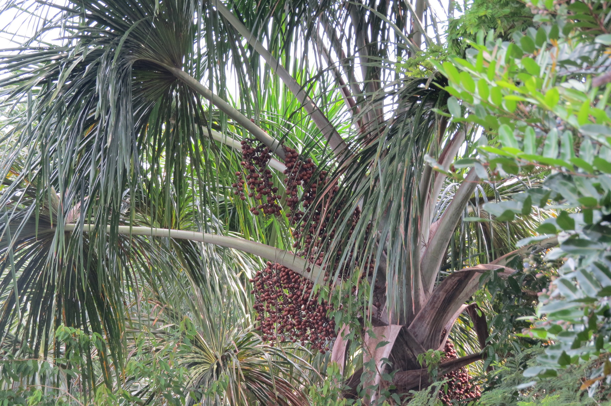 Foto van Mauritiuspalm