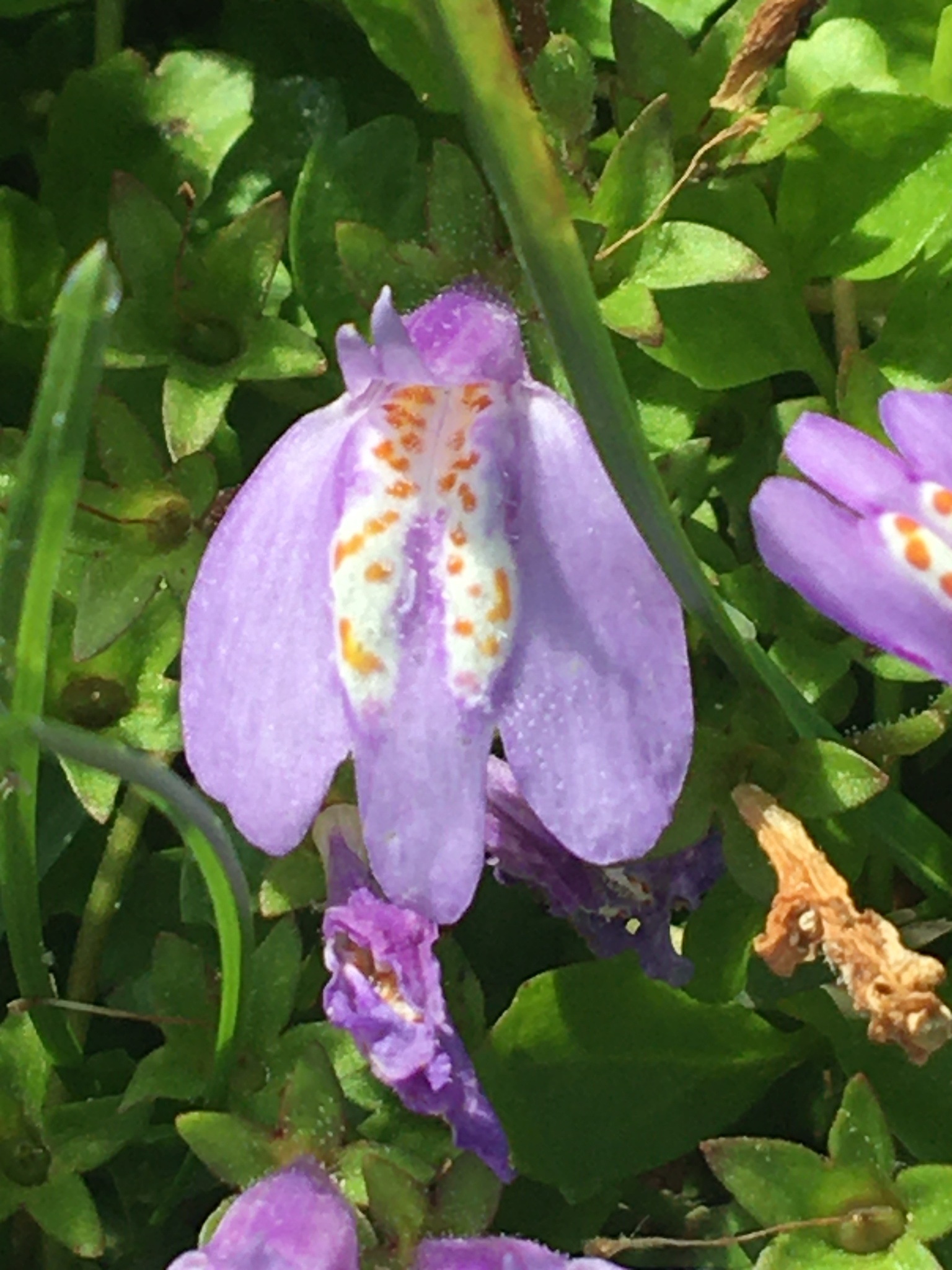 Foto van Kruipende mazus
