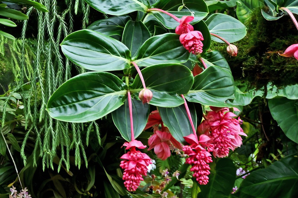 Foto van Medinilla