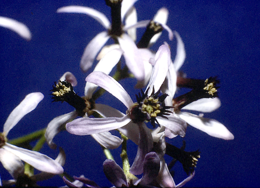 Foto van Kralenboom
