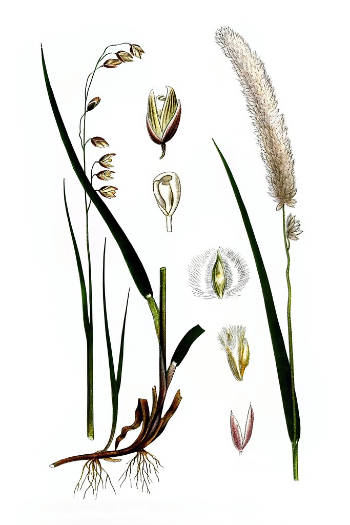 Foto van Knikkend parelgras