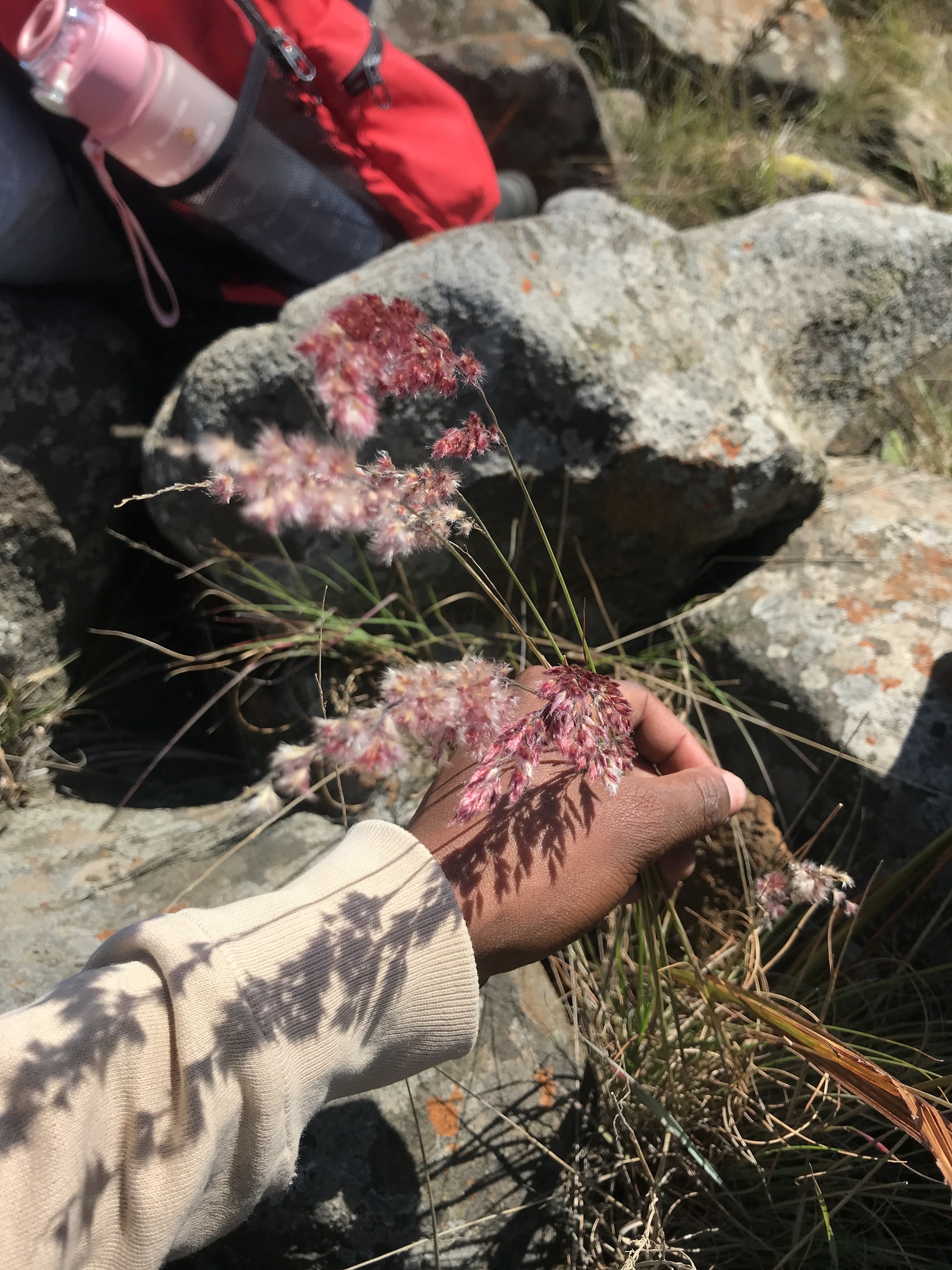 Foto van Natalgras