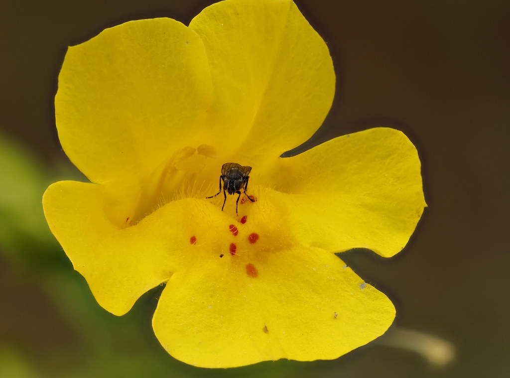 Foto van Gele maskerbloem