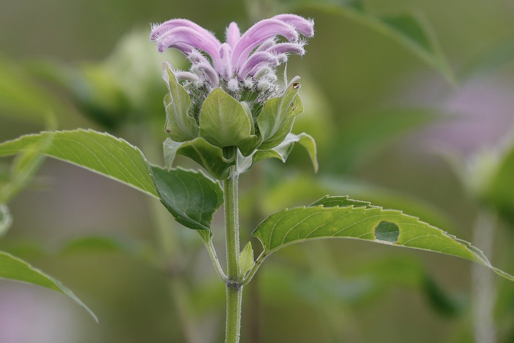 Foto van Wilde bergamotplant