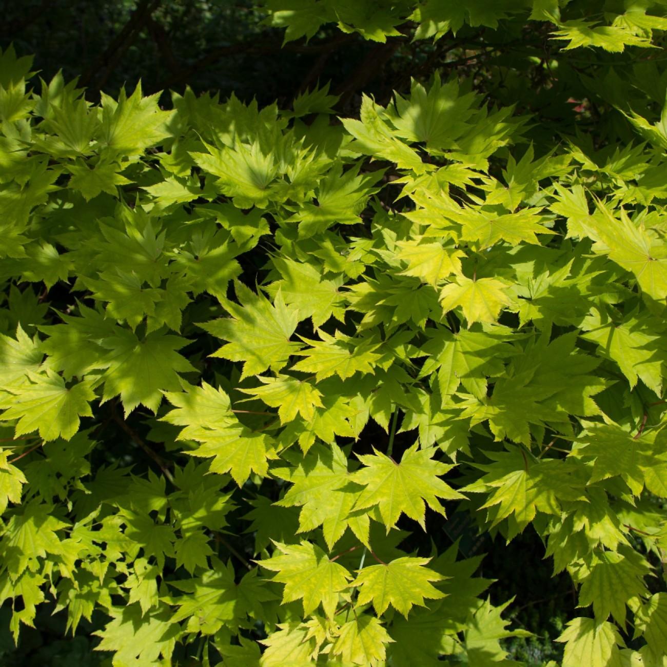 Foto van Japanse esdoorn ‘Aureum’