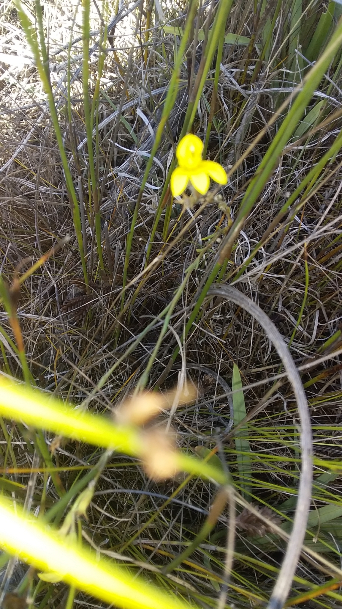 Foto van Kaapse lobelia