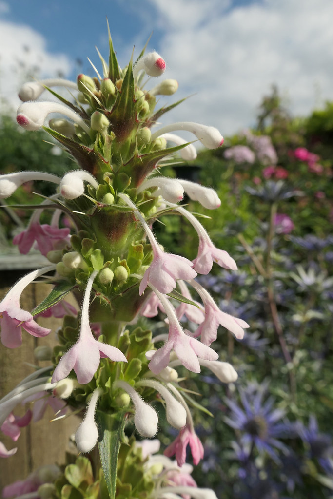 Foto van Kransbloem