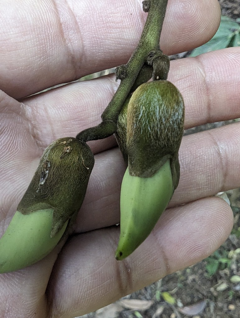 Foto van Roestblad mucuna