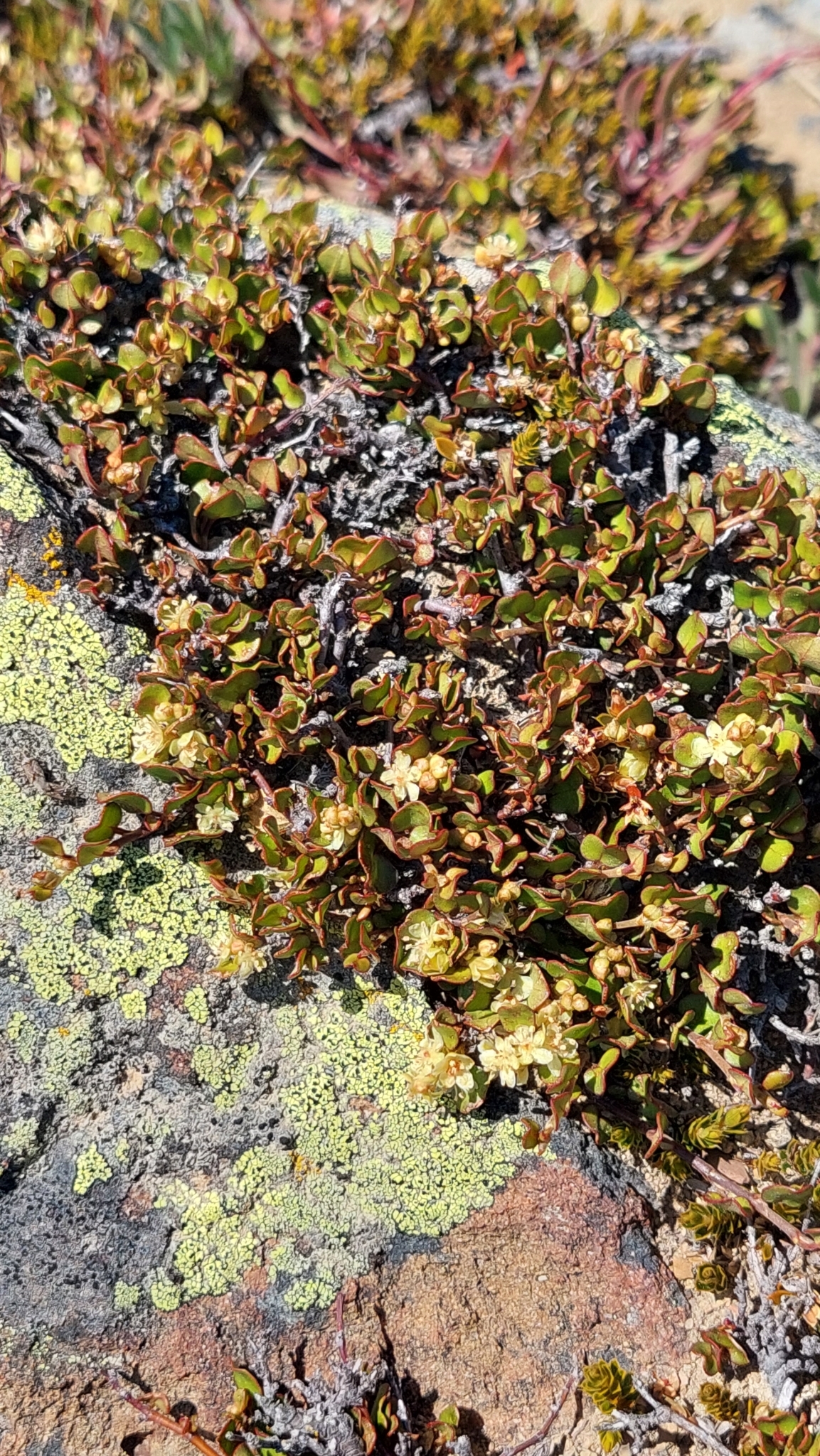 Foto van Kruipende muehlenbeckia