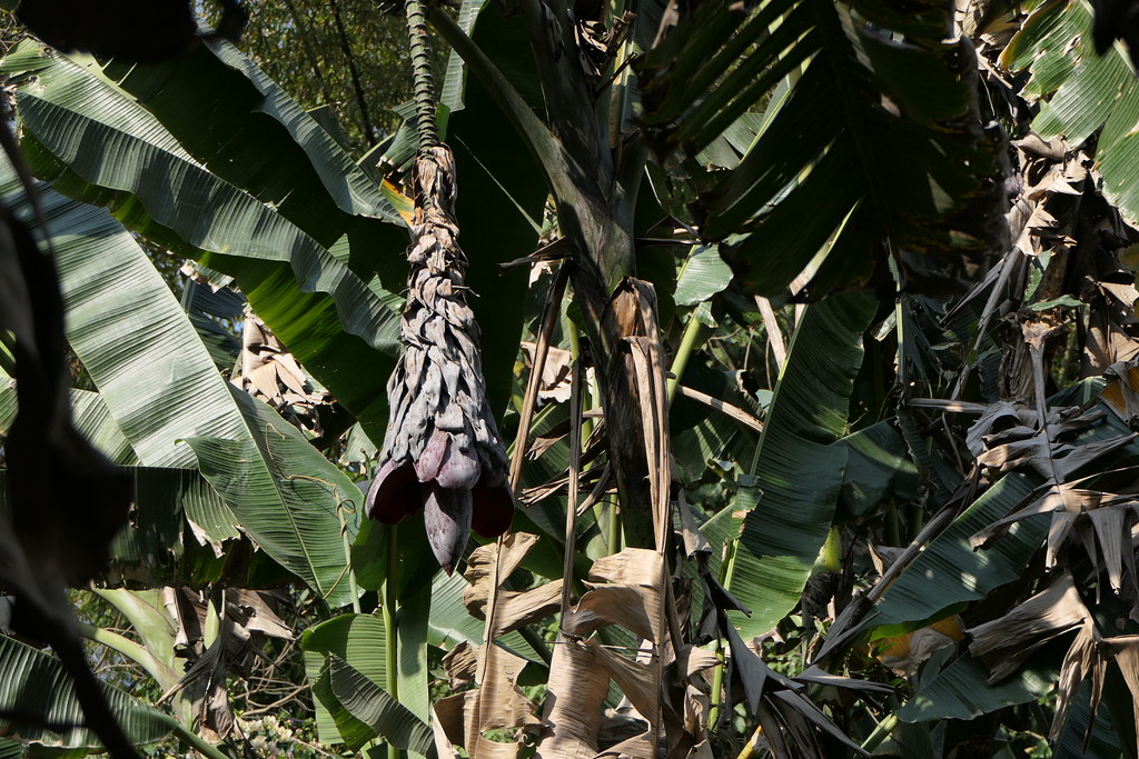 Foto van Zoete wilde banaan