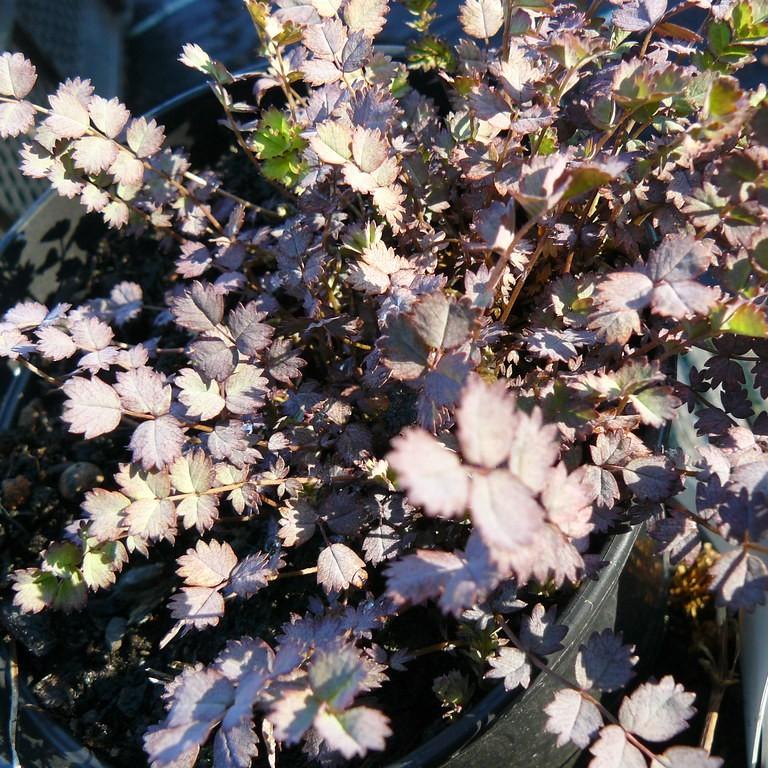 Foto van Stekelnootje ‘Purpurea’