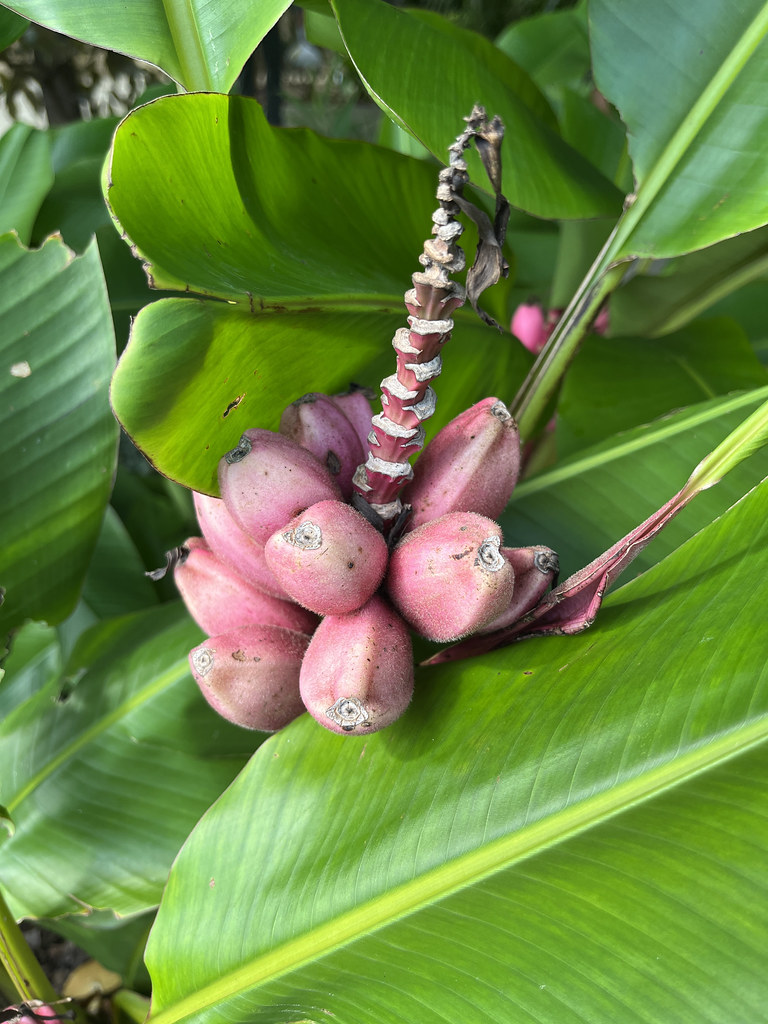 Foto van Roze dwergbanaan