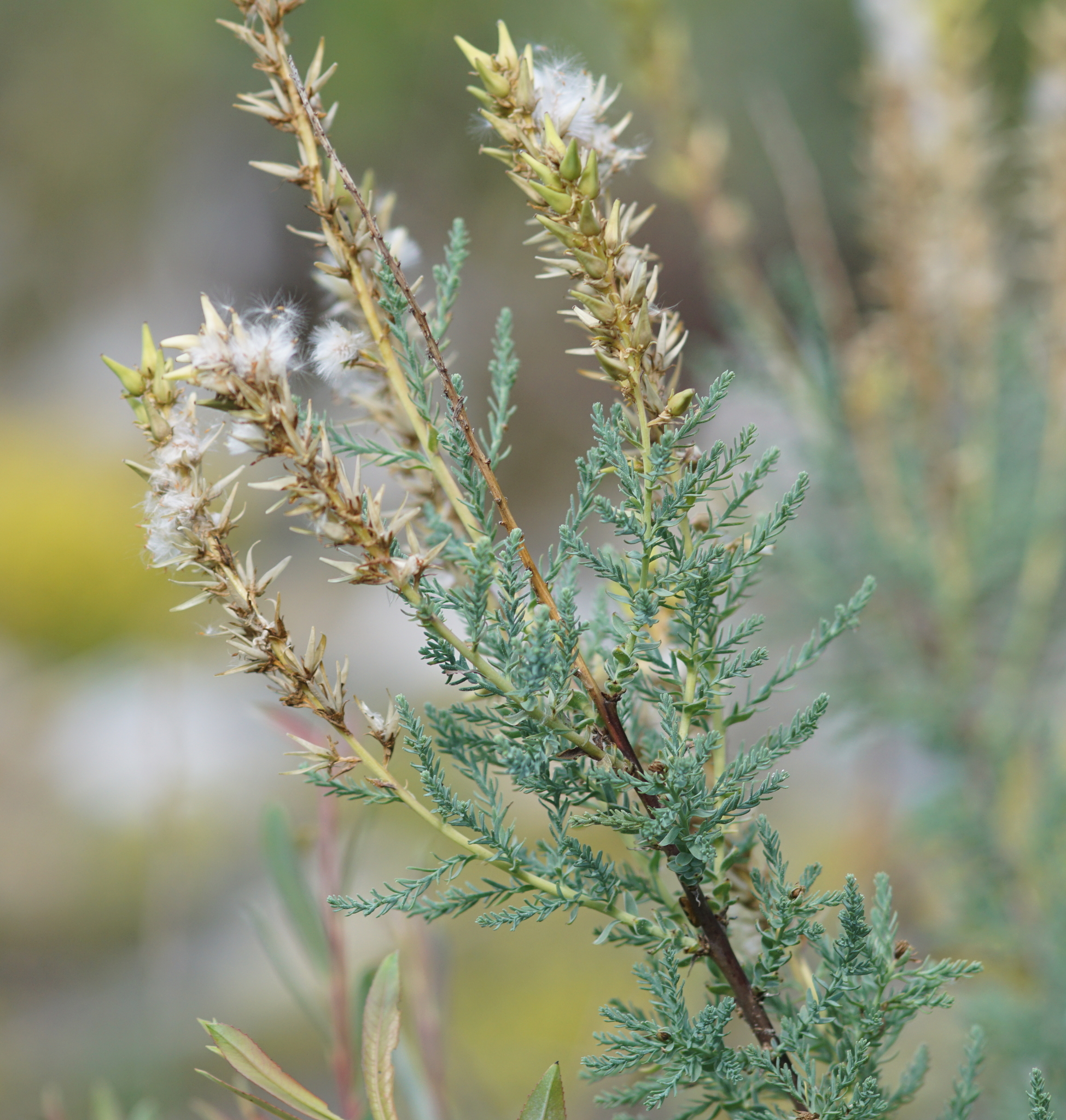 Foto van Duitse tamarisk
