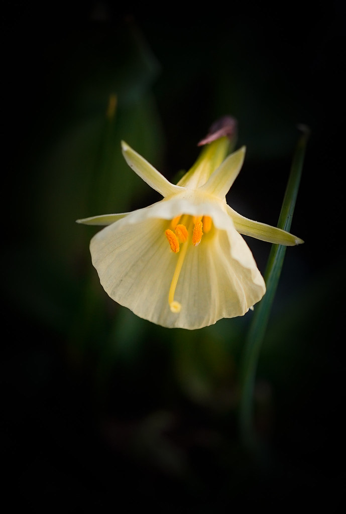 Foto van Hoepelroknarcis ‘onbelkend’