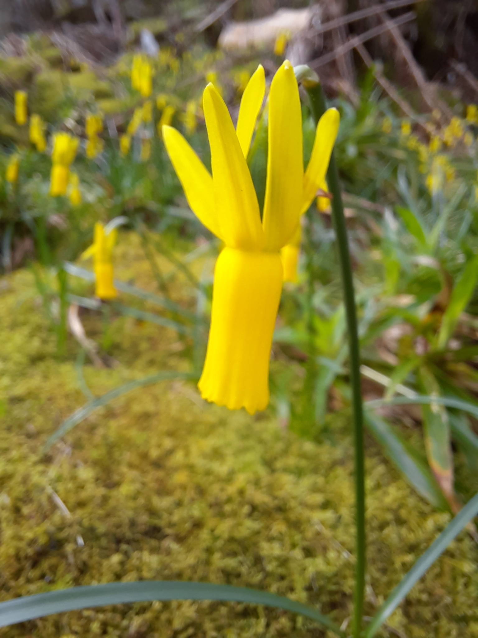 Foto van Moerasnarcis