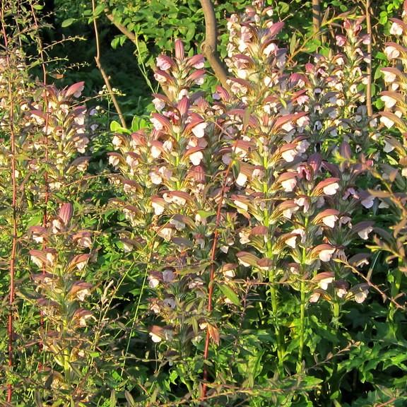 Foto van Hongaarse acanthus