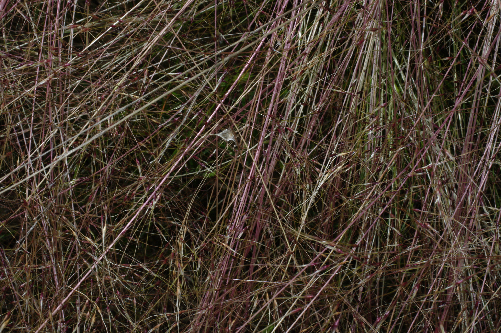 Foto van Vedergras