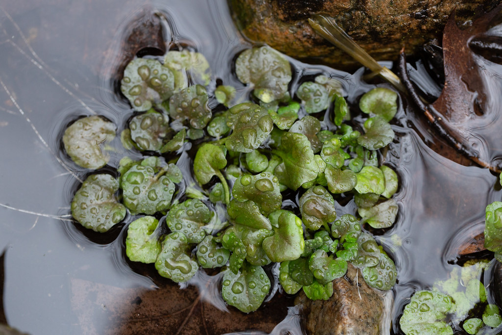 Foto van Witte waterkers