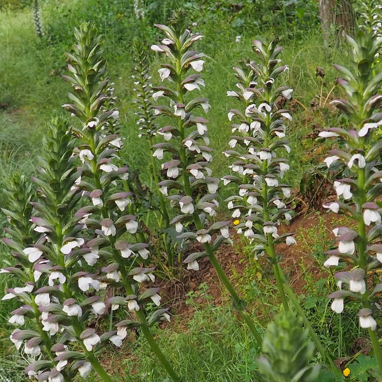 Foto van Zachte acanthus