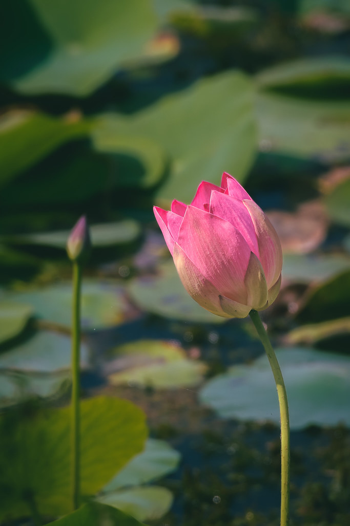 Foto van Heilige lotus