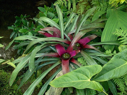 Foto van Robijnbromelia