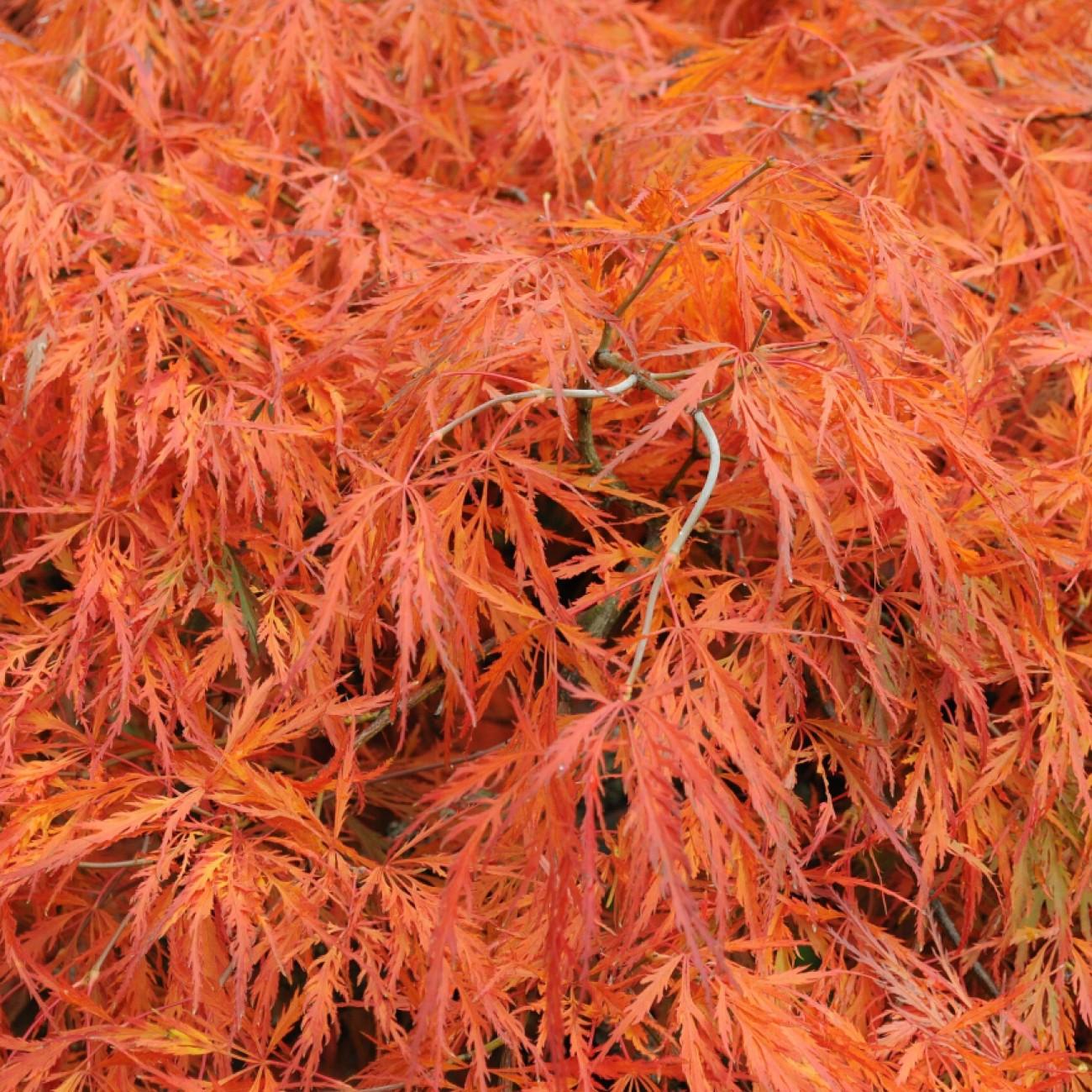 Foto van Japanse Esdoorn ‘Autumn Fire’