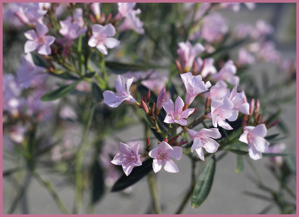 Foto van Oleander ‘onbeken’