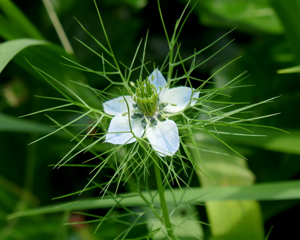 Foto van Juffertje-in-het-groen
