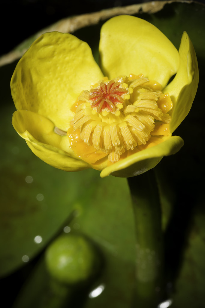 Foto van Kleine plomp