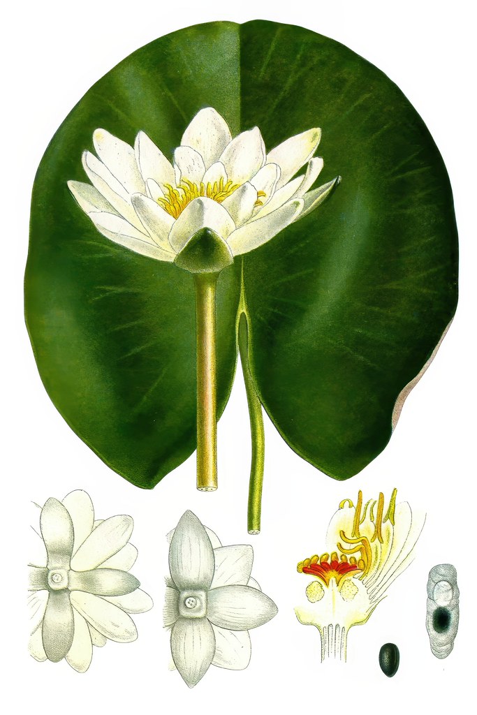 Foto van Noordelijke waterlelie