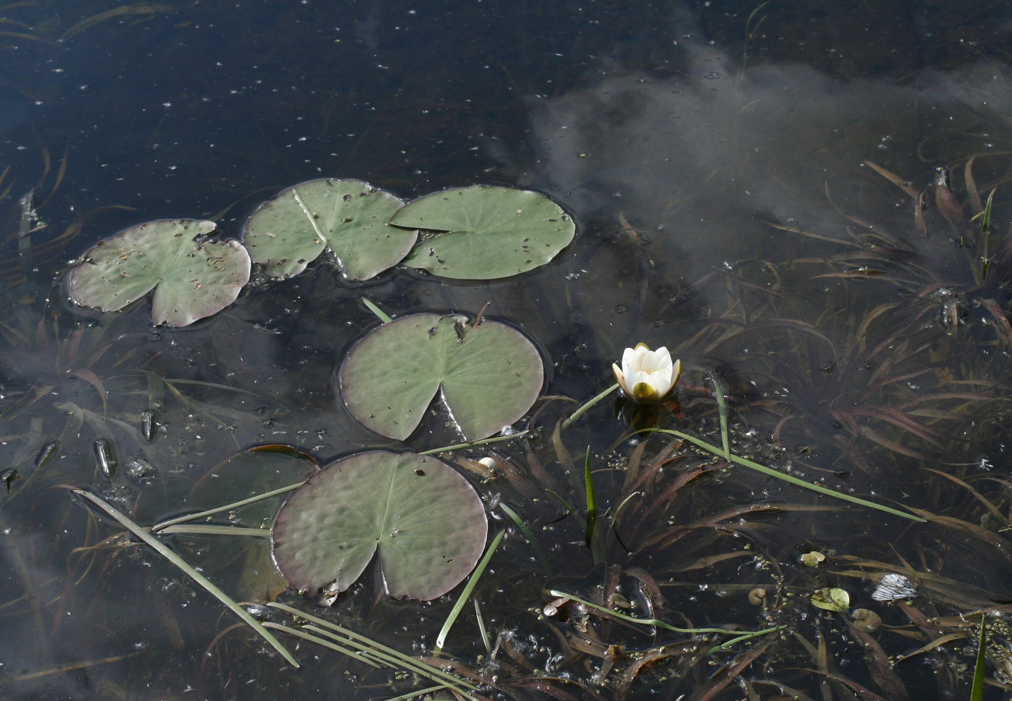 Foto van Dwergwaterlelie