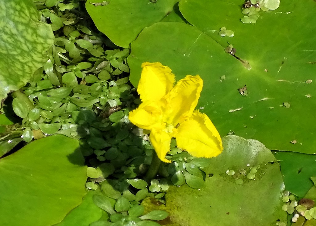 Foto van Watergentiaan