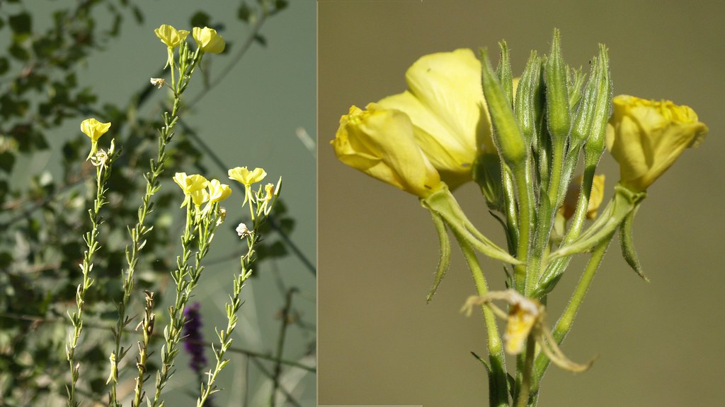 Foto van Middelste teunisbloem