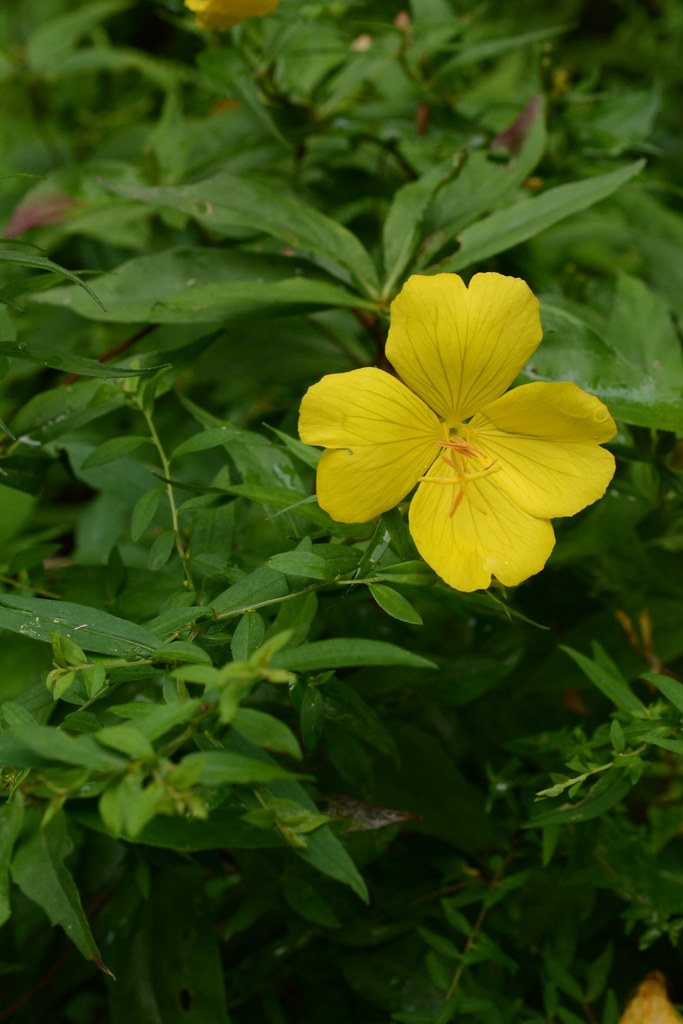 Foto van Smalbladige teunisbloem