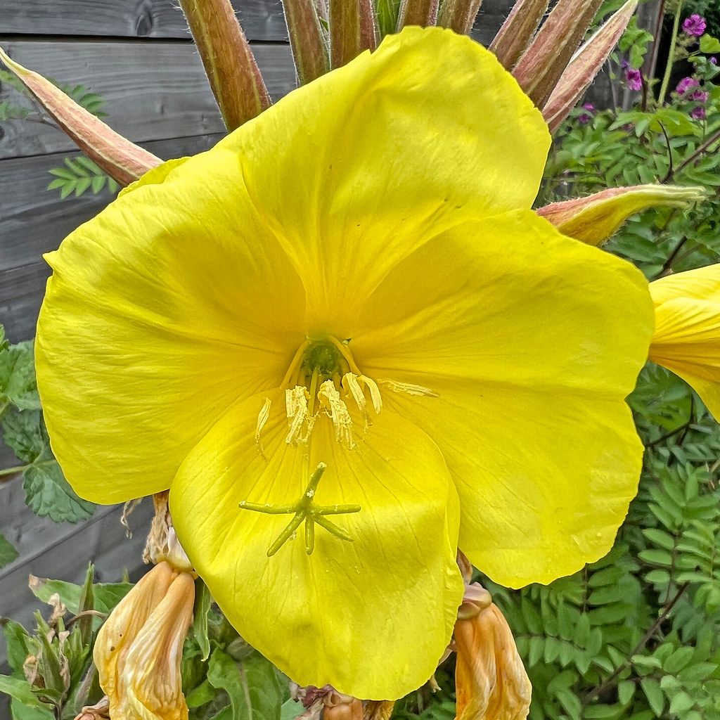 Foto van Grote teunisbloem