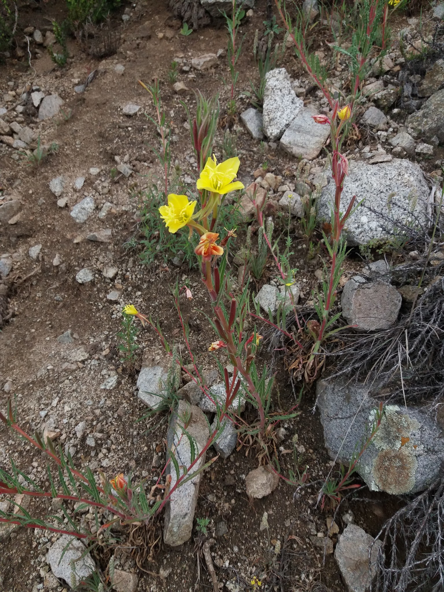 Foto van Geurende teunisbloem