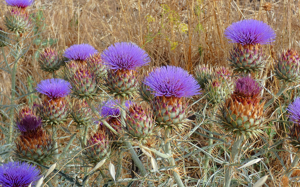 Foto van Wegdistel