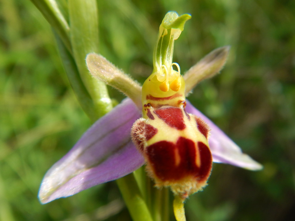 Foto van Bijenorchis