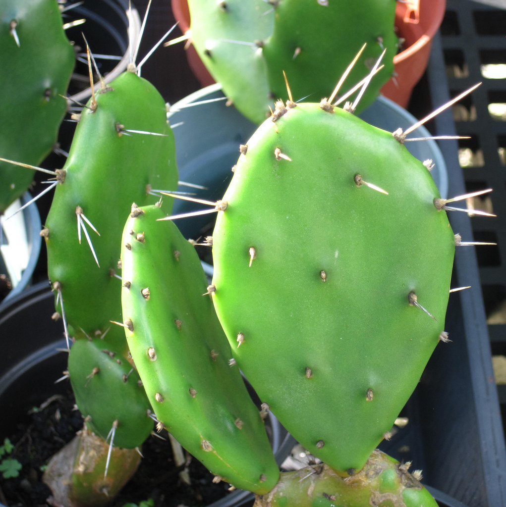 Foto van Schijfcactus
