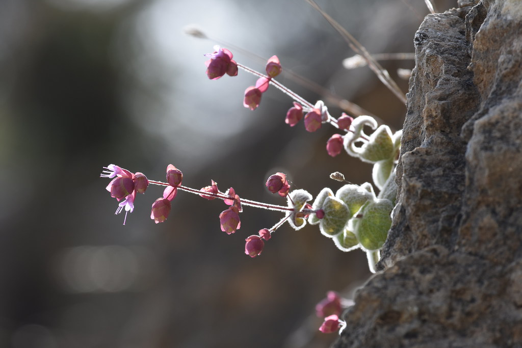 Foto van Hopmarjolein