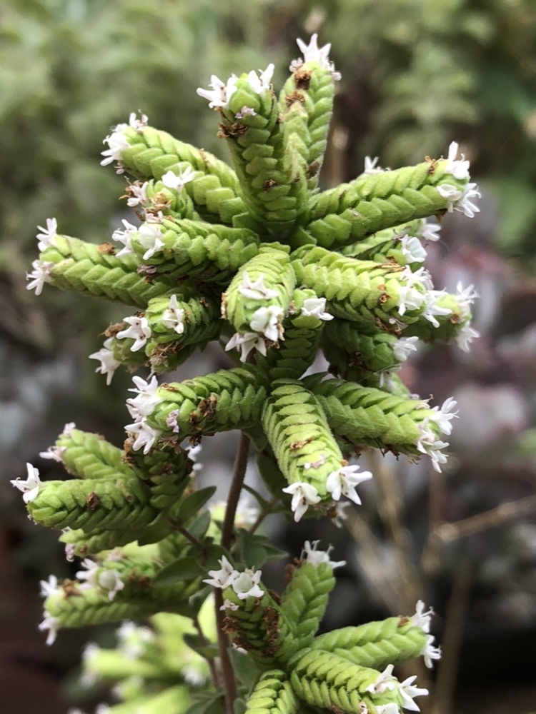 Foto van Echte marjolein