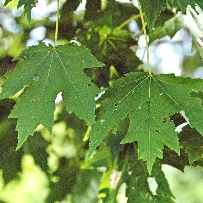 Foto van Vederesdoorn ‘Marmo’