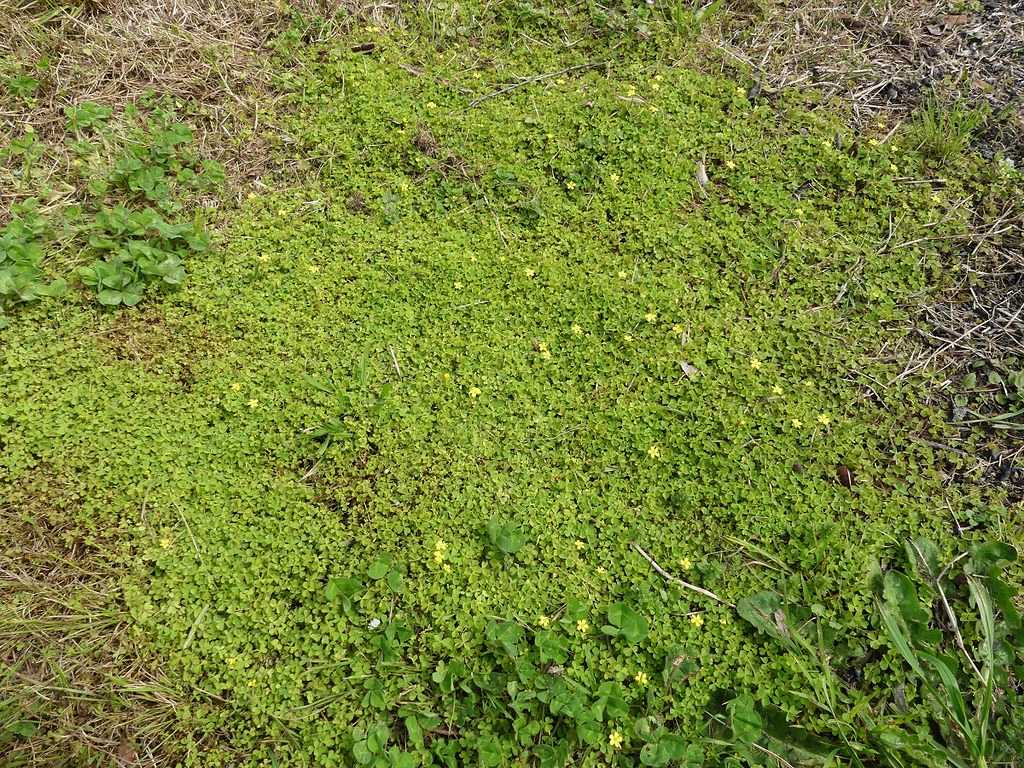 Foto van Kleine klaverzuring